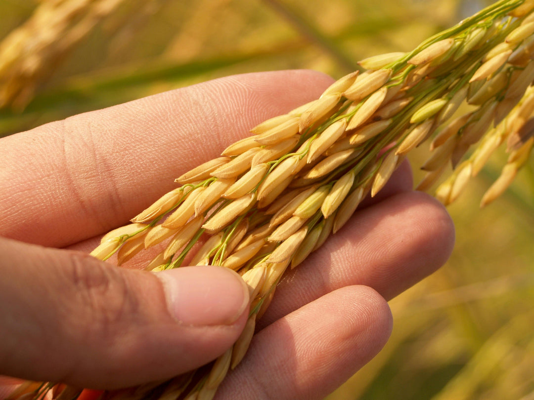 Why  - Does Rice Deserves a Spot in Your Wellness Ritual