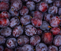 Plum
